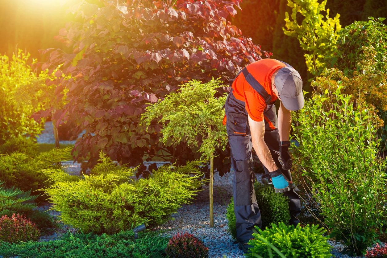 A man in an orange shirt is trimming bushes